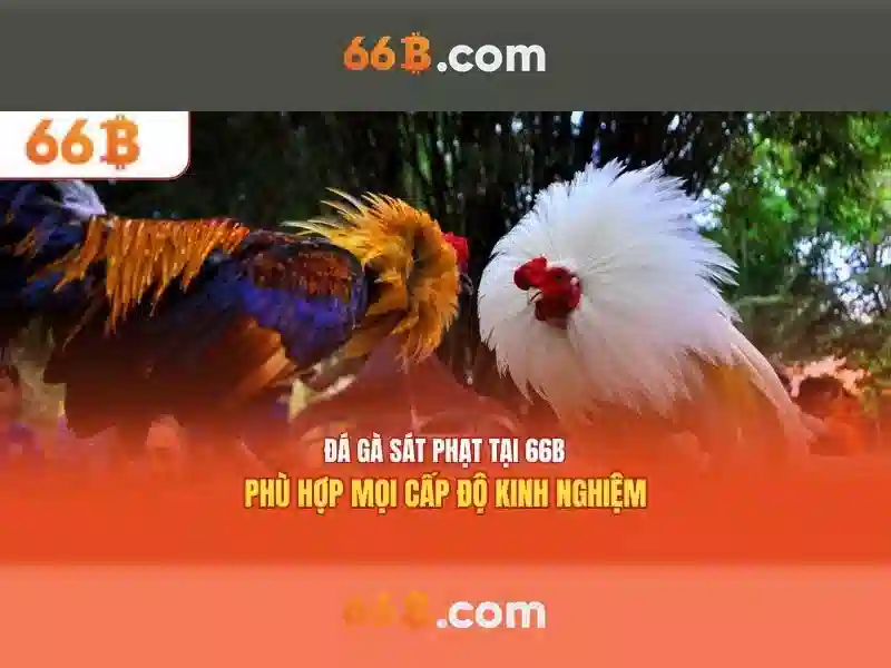 66b busz menetrend – Cập nhật hành trình và trải nghiệm